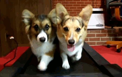 corgi treadmill
